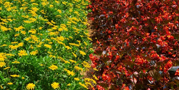 Kleurrijke Bloemen Gebladerte Natuur Achtergrond Zomer Bloeiende Prachtige Tuinbloemen Voorjaar — Stockfoto