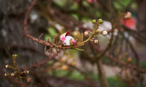 カノンボールの木として知られているCouroupita Guianensis 自然の中で美しい海岸ロバスタの花やキャノンボールの木 — ストック写真
