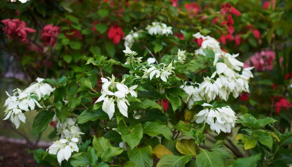 Kolorowe Kwiaty Tle Liści Przyrody Lato Kwitnące Piękne Kwiaty Ogrodowe — Zdjęcie stockowe