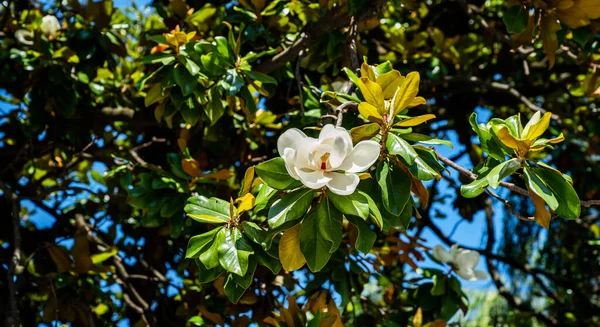 Bel Arbre Fleurs Magnolia Fleuri Branche Printemps Fleur Magnolia Belle — Photo