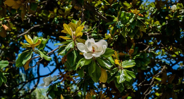美しい花の木 春にマグノリアの枝を咲かせます マグノリアの花 緑の葉を持つ木の上に美しいマグノリアの花 — ストック写真