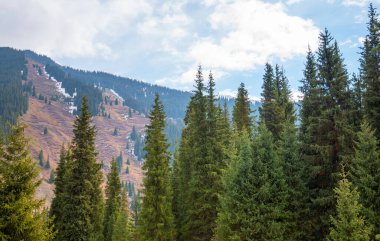 Dağlarda güzel bir sonbahar öğleden sonra. Sonbahar renklerinde yamacın kenarındaki ağaçlar. Bulutlu havada güzel bir kırsal.