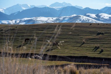 Atlar çayırlarda karlı arka planda otluyor. Güzel at sürüsü. Gürcistan 'daki Büyük Kafkasya Dağları' nın yakınındaki sıradağlara bakın..