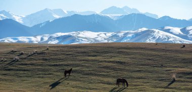 Atlar çayırlarda karlı arka planda otluyor. Güzel at sürüsü. Gürcistan 'daki Büyük Kafkasya Dağları' nın yakınındaki sıradağlara bakın..