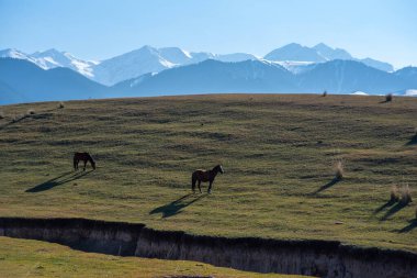 Atlar çayırlarda karlı arka planda otluyor. Güzel at sürüsü. Gürcistan 'daki Büyük Kafkasya Dağları' nın yakınındaki sıradağlara bakın..