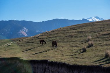 Atlar çayırlarda karlı arka planda otluyor. Güzel at sürüsü. Gürcistan 'daki Büyük Kafkasya Dağları' nın yakınındaki sıradağlara bakın..