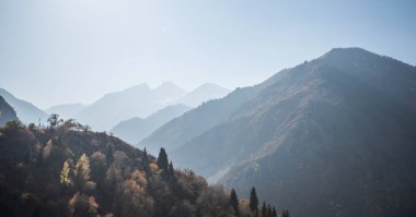Uzakta sisli dağlarla sonbahar manzarası. Sıcak, güneşli renklerde sarı ağaçlar. Mevsimlik sonbahar manzarası.