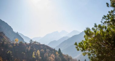 Uzakta sisli dağlarla sonbahar manzarası. Sıcak, güneşli renklerde sarı ağaçlar. Mevsimlik sonbahar manzarası.