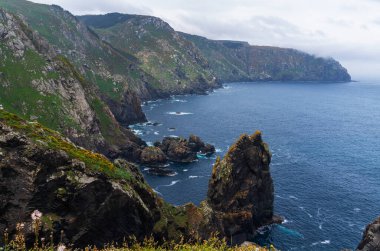 Galiçya, İspanya ve Avrupa sahillerindeki Cabo Ortegal deniz fenerinin yakınındaki Atlantik kıyısına bakın. Çiçekli bahar kıyı bitkileri. Atlantik Okyanusu 'na bakan görkemli kıyı şeridi.