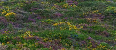 Portekiz 'de Cabo da Roca' daki deniz fenerinin yakınındaki Atlantik sahili manzarası. Avrupa 'nın en batı noktası. Çiçekli bahar kıyı bitkileri.