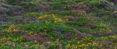 Portekiz 'de Cabo da Roca' daki deniz fenerinin yakınındaki Atlantik sahili manzarası. Avrupa 'nın en batı noktası. Çiçekli bahar kıyı bitkileri.
