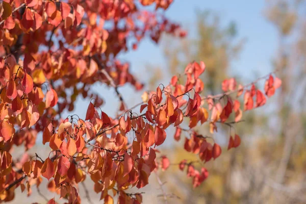Herfst Achtergrond Landschap Boom Van Gele Kleur Rood Oranje Blad — Stockfoto