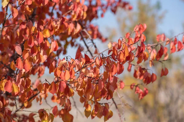 Φθινοπωρινό Τοπίο Δέντρο Κίτρινο Χρώμα Κόκκινο Πορτοκαλί Φύλλωμα Στο Δάσος — Φωτογραφία Αρχείου