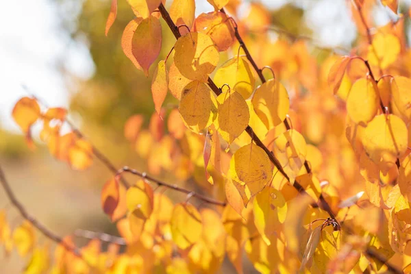 Φθινοπωρινό Τοπίο Δέντρο Κίτρινο Χρώμα Κόκκινο Πορτοκαλί Φύλλωμα Στο Δάσος — Φωτογραφία Αρχείου