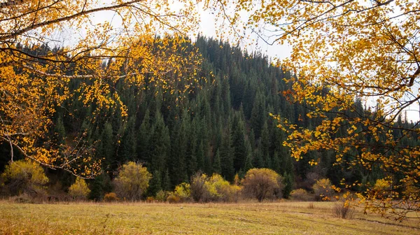 秋天的背景景观 黄色的树 红色的橘红色的叶子在秋天的森林 秋天的自然 美丽的风景 十月的季节 自然树的秋天叶子 — 图库照片