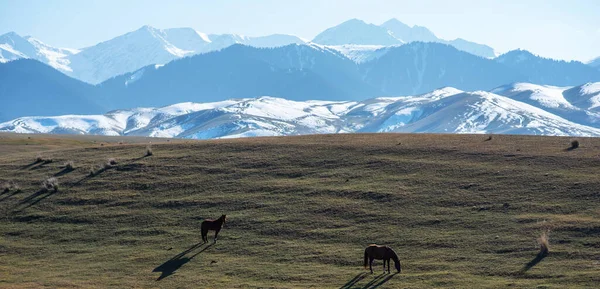 Horses Grazing Free Meadow Snow Capped Mountain Backdrop Beautiful Herd — Stock Photo, Image