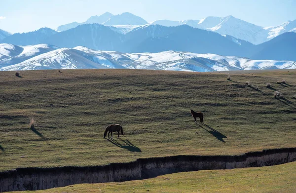 Atlar çayırlarda karlı arka planda otluyor. Güzel at sürüsü. Gürcistan 'daki Büyük Kafkasya Dağları' nın yakınındaki sıradağlara bakın..