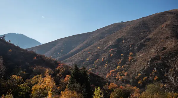 Uzakta sisli dağlarla sonbahar manzarası. Sıcak, güneşli renklerde sarı ağaçlar. Mevsimlik sonbahar manzarası.