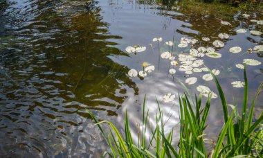 Sakin gölette yeşil yaprakların arasında büyüyen nilüferlerin resimli görüntüsü. Nilüferler ve nilüferlerle dolu bahçe göleti. Rahatlama, huzur ve mutluluk atmosferi..