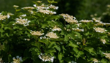 İlkbaharda doğal ortamda çiçek açan yeşil çiçek ağacı..