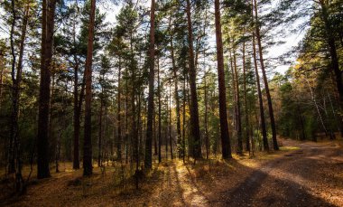 Sonsuza dek yeşil çam ormanının resimli manzarası. Ağaç gövdesi yakın plan. Soyut doğal desen, doku, arka plan. Saf doğa konsepti