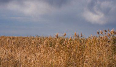 Reed kanalizasyon tarlalarının orada. Yaygın sazlıklar geniş stantlar ya da sazlıklar oluşturur.