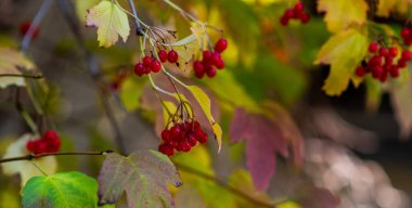 Sonbahar manzarası. Kırmızı böğürtlenli sonbahar yaprakları. Sarı, kırmızı ve yeşil parlak yapraklar güneş ışığı, sonbahar temaları.