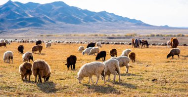 Kırsal kırsal sonbahar manzarası. Bir grup koyun çiftlikteki tarlada otluyor. Arka planda sıradağlar var. Dağlarda koyun sürüsü. Dağ manzarası çok güzel..