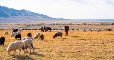 Kırsal kırsal sonbahar manzarası. Bir grup koyun çiftlikteki tarlada otluyor. Arka planda sıradağlar var. Dağlarda koyun sürüsü. Dağ manzarası çok güzel..