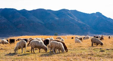 Kırsal kırsal sonbahar manzarası. Bir grup koyun çiftlikteki tarlada otluyor. Arka planda sıradağlar var. Dağlarda koyun sürüsü. Dağ manzarası çok güzel..