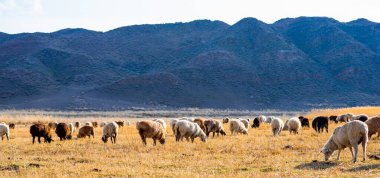 Kırsal kırsal sonbahar manzarası. Bir grup koyun çiftlikteki tarlada otluyor. Arka planda sıradağlar var. Dağlarda koyun sürüsü. Dağ manzarası çok güzel..