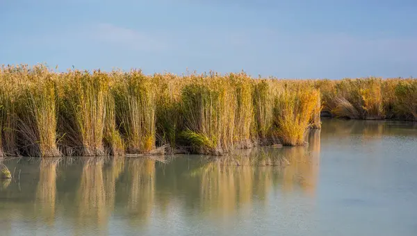 Reeds on the sewage fields lake. Water plants outdoors. Beautiful nature in autumn.