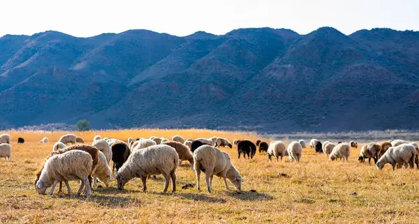 Kırsal kırsal sonbahar manzarası. Bir grup koyun çiftlikteki tarlada otluyor. Arka planda sıradağlar var. Dağlarda koyun sürüsü. Dağ manzarası çok güzel..