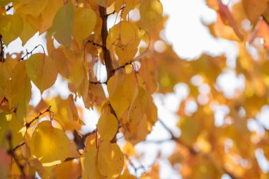 Sarı ağaçlar ve güneşli güzel sonbahar manzarası. Parkta renkli yapraklar var. Doğal arkaplanı, batan güneşin parlak arka ışığıyla yakın plan bırakır.