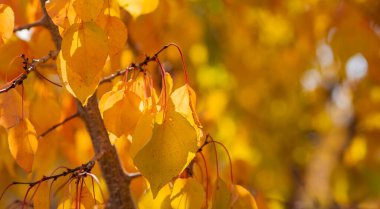 Sarı ağaçlar ve güneşli güzel sonbahar manzarası. Parkta renkli yapraklar var. Doğal arkaplanı, batan güneşin parlak arka ışığıyla yakın plan bırakır.