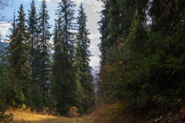 Dağlarda sonbahar manzarası ve yüksek tepeler. Doğal arka plan. Atmosferik yeşil orman ve dağlarda köknar. Dağ koruluğu.