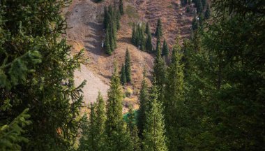 Dağlarda sonbahar manzarası ve yüksek tepeler. Doğal arka plan. Atmosferik yeşil orman ve dağlarda köknar. Dağ koruluğu.
