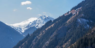 Ladin ağaçları ve dağlar. Güzel doğal manzaralar..