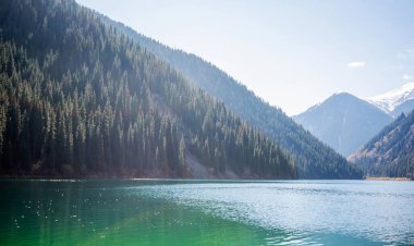 Ladin ağaçları ve dağlar. Güzel doğal manzaralar..