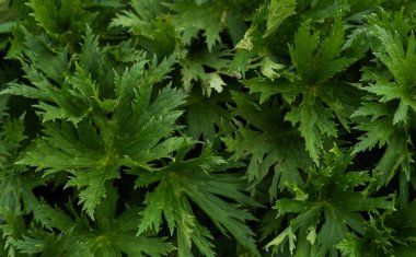 Yeşil yapraklı arka plan, doğal arka plan. Yeşil yaprakların arka planına karşı doğanın yakın görüntüsü. Tropikal yaprak.