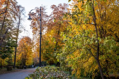 Parkta kıvrımlı bir patika, parlak sonbahar renklerinde ağaçlar, yere saçılmış yapraklar, açık mavi gökyüzünün altında.