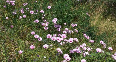 Parlak yaz güneşi altında yemyeşil yaprakların arasında yetişen narin yapraklarla dolu pembe kır çiçekleri.