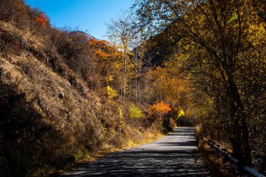 Sonbaharda renkli ormandaki eski yol manzarası. Yollu güzel bir manzara, mavi gökyüzü, sonbaharda kırmızı ve turuncu yapraklı ağaçlar. Seyahat et. Sonbaharda bir dağ geçidinde yol.