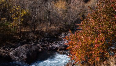 Sonbaharda dağları temiz nehir ve renkli orman manzarası. Mavi gökyüzü ile güzel manzara, sonbaharda kırmızı ve turuncu yapraklı ağaçlar. Seyahat et. Bir dağ geçidinde sonbahar.
