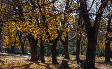 Kırmızı yapraklı, ağaçlı ve güneşli güzel sonbahar manzarası. Parkta renkli ağaç yaprakları var. Doğal arkaplan.