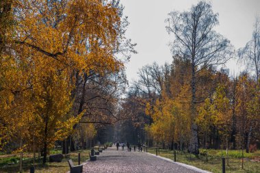 Sonbahar yolu. Turuncu renkli ağaçlar, sonbahar parkında kırmızı kahverengi yapraklar. Manzaralı manzaralı ağaçlar. Sonbahar ılık günü. Parkta renkli ağaçlarla dolu güzel bir ara sokak. Sonbahar doğal arka planı.