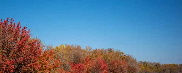 Осінній Пейзаж Дерево Жовтого Кольору Червоно Оранжеве Листя Осінньому Лісі Стокове Фото