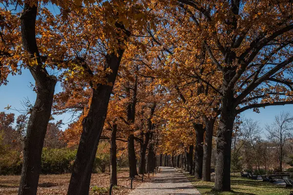 秋天的路橘红色的树 红褐色的叶子在秋天的城市公园里 美丽的风景中的树木 秋天温暖的一天 公园里美丽的小巷 有五彩缤纷的树木 秋季自然背景 免版税图库图片
