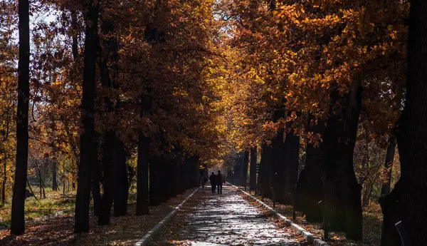 秋天的路橘红色的树 红褐色的叶子在秋天的城市公园里 美丽的风景中的树木 秋天温暖的一天 公园里美丽的小巷 有五彩缤纷的树木 秋季自然背景 免版税图库照片