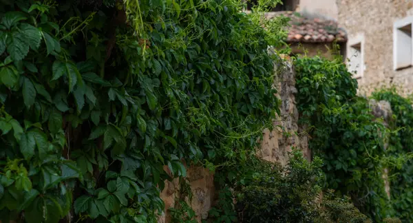 法国普罗旺斯一个中世纪村庄狭窄舒适的街道上古老的石墙 传统的古石屋 绿藤如茵 图库照片